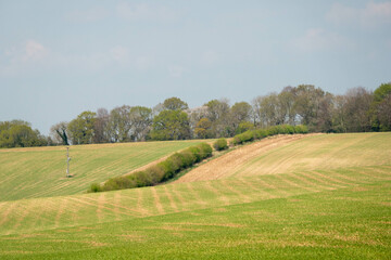 Canvas Print - freshly planted crops beginning to grow in the spring sunshine in English countryside