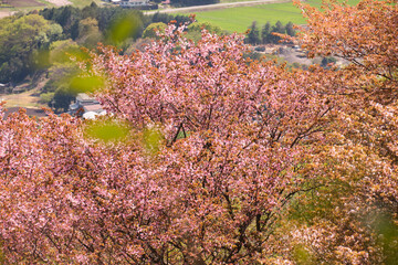 Wall Mural - コントラストが鮮やかな山桜の空撮