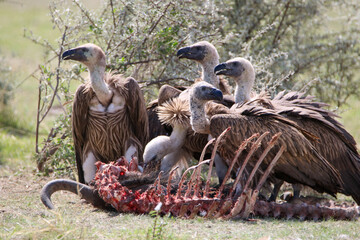 Wall Mural - White-backed Vultures at a fresh Blue Wildebeest carcass, Etosha National Park, Namibia