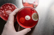mold and bacteria on red agar. Agar medium for pathogens. Mold s