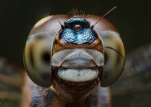 Extreme Macro Closeups Of Insects