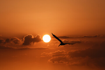 Wall Mural - Pelican Silhouette at Sunset Composite