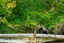 A Grizzly Cub (Ursus Arctos Horribilis) Walking On The Tree Trunk By The Atnarko River In Coastal British Columbia At Bella Coola