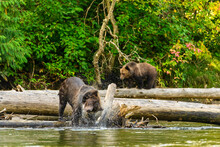 Female Grizzly Bear (Ursus Arctos Horribilis) Shaking Off The Water From His Fur, Creating A Swirl Of Water Droplets In The Atnarko River, British Columbia