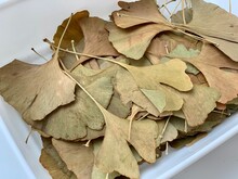 Dried Ginkgo Leaves Are A Medicinal Plant.