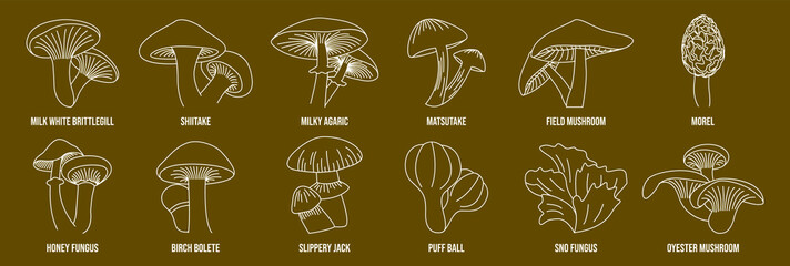 Sticker - mushroom line art vector illustration milk-white brittlegill, shiitake, milky agaric, matsutake, field mushroom, morel, honey fungus, birch bolete, slippery jack