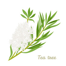Tea Tree Leaves And Flowers Isolated On White. Vector Illustration Of Melaleuca Alternifolia Or Honey-myrtles. Cartoon Flat Style.