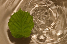 Hazelnut Leaf In Gold Water, Abstract Summer Background, Creative Refreshing Scene Water Rings