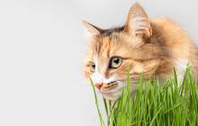 Fluffy Cat Sniffing Cat Grass In Front Of Grey Background, Close Up. Side Profile Of Cute Female Orange White Calico Or Torbie Cat Sitting Behind Fresh Green Grass Blades. Copy Space. Selective Focus.