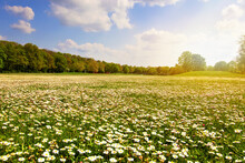 Sun Over Many White Wild Bellis Perennis, Daisy, Common Daisy, Lawn Daisy In The Meadow, Grassy Area Is Growing. Nature Landscape Photography 