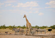 Group of animals (giraffe, ostrich, zebra, secretary bird) at a waterhole in Etosha National Park, Namibia