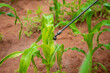 Hand spraying young maize plants against pests in Kenya
