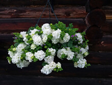 Gorgeous Terry White Petunia In Hanging Pots On A Dark Wooden Wall. White Flowers Against A Log Wall. Country Style