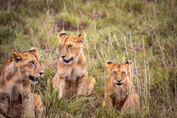 Cute little lion cubs on safari in the steppe of Africa playing and resting. Big cat in the savanna. Kenya's wild animal world. Wildlife photography of small babies and children