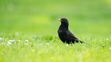 Blackbird On Grass