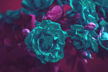Poster - Beautiful fresh roses. Plants texture for designers. Close up of a bush of flower.  Aquamarine Plants pattern. Macro photography view.