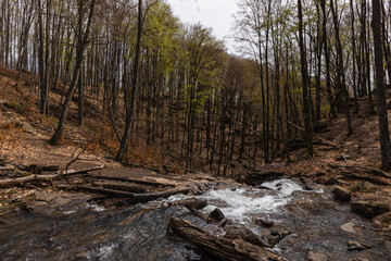 Wall Mural - Trees and river in mountain forest in autumn.