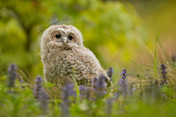 Wall Mural - Tawny Owl - Strix aluco - juvenile just out from the nest. Czech republic. Green meadow with flower background