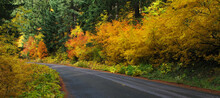 Leaf Peeping Road Trip - Gifford Pinchot National Forest - Wa State - Roadside Vine Maple In All Its Fall Red, Orange, Yellow And Green Colors