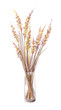Dry grass cane reeds in a transparent glass vase. Hand-drawn with colored pencils illustration isolated on a white background. Colorful light sketchy drawing on white paper background