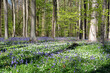 Magic Forest - purple flowers during spring in Hallerbos Belgium. 