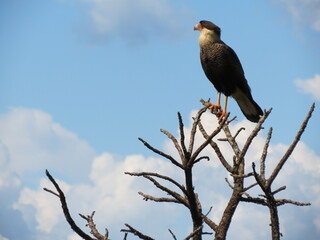 animals in brazil