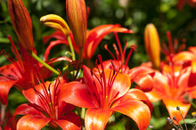 Orange Lily Flowers In The Sun