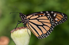 Monarch Butterfly Perched On A Poppy Seedhead