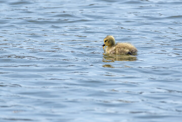 Wall Mural - Fuzzy yellow baby goose swimming alone in blue pond