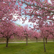 pink cherry blossom trees in the park