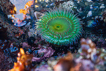 Green Sea Anemone In A Tidal Pool In Northern California
