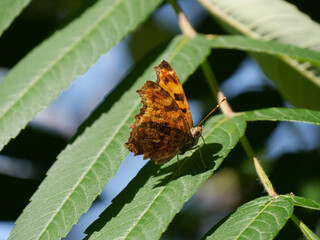 Wall Mural - Close-up of a brown and orange eastern comma brush-footed butterfly resting on a tree leaf in the forest on a bright sunny day with a blurred background.