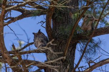 Canvas Print - Female  Great horned owl (Bubo virginianus)  with adult juvenile