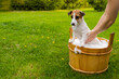 Woman washes her dog Jack Russell Terrier in a wooden tub outdoors. The hostess helps the pet to take a bath.