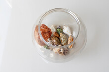 Sea Shells In A Transparent Jar Flat Lay View