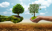Green Hands Holding Tree Growing And Holding Dead Tree Shaped Like Qrcore In The Dry Forest Background. Technology , Business And Nature Concept.