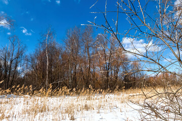 Sticker - trees in the snow