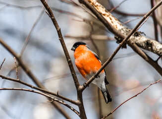 Sticker - robin on branch