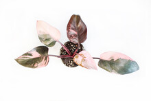 Beautiful Bright Pink And Black Leaf Of Philodendron Pink Princess, A Popular Houseplant
