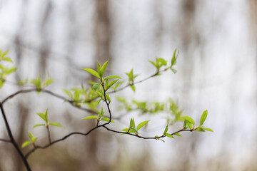 Wall Mural - spring branches shoots leaves seasonal background