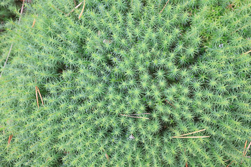 Wall Mural - texture moss top view macro