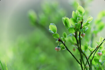 Wall Mural - spring branches shoots leaves seasonal background