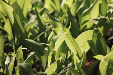 Wall Mural - lilies of the valley leaves green background, nature fresh green garden texture