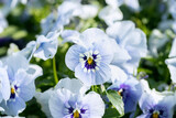 Closup of a light blue pansy blossom.