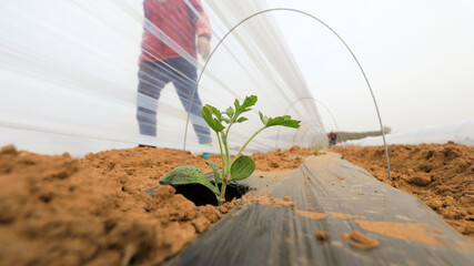 Wall Mural - farmers plant watermelon seedlings on a farm, North China