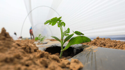 Wall Mural - farmers plant watermelon seedlings on a farm, North China