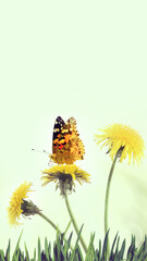 Wall Mural - beautiful flowers in the garden on blure background closeup