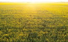 Blooming Yellow Rapeseed Field Aerial Drone View Photographed During A Beautiful Spring Sunrise. Agriculture And Biotechnology Industry. Rapeseed Is Used To Produce Colza Oil.