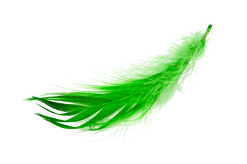 Wall Mural - Green elegant bird feather isolated on the white background