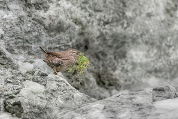 Wall Mural - Fine art portrait of Eurasian wren in spring season (Troglodytes troglodytes)